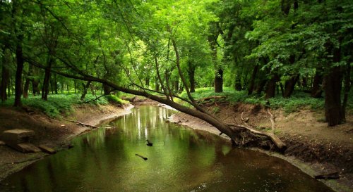 A serene river flows through a lush green forest, with trees arching over the water and sunlight filtering through the leaves.
