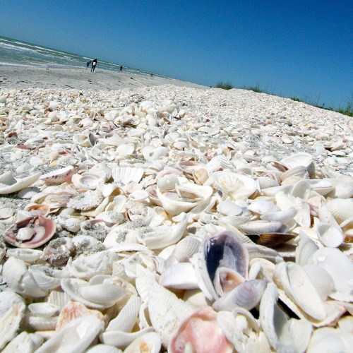 A sandy beach covered in a variety of seashells, with a clear blue sky and distant figures walking along the shore.