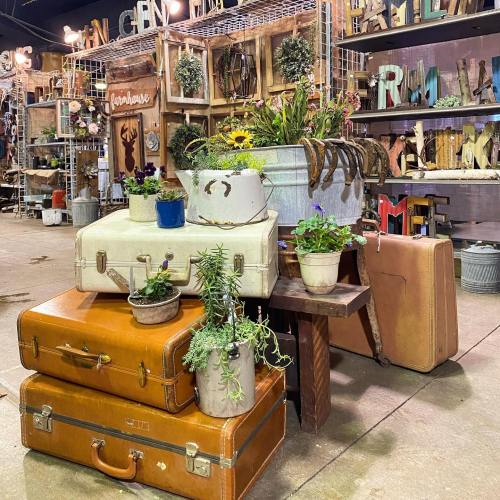 A collection of vintage suitcases and containers, adorned with potted plants, in a rustic market setting.