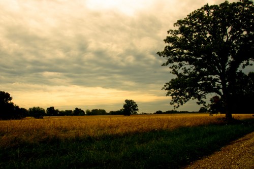 A wide field under a cloudy sky, with a large tree on the right and a gravel path along the edge.