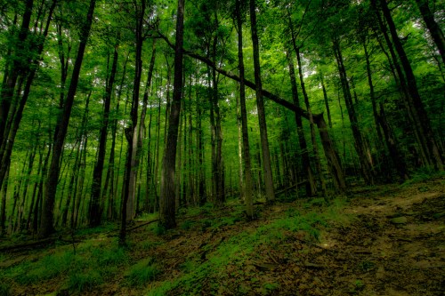 Lush green forest with tall trees and a carpet of leaves on the ground, creating a serene, natural atmosphere.