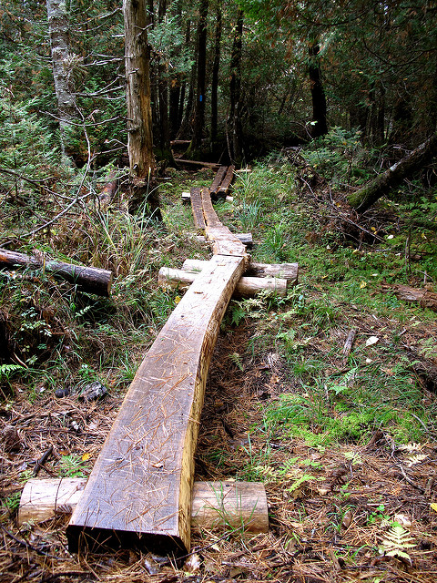A wooden path winding through a dense forest, surrounded by trees and lush greenery.