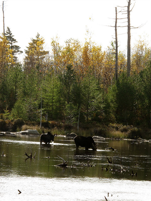 Two moose wade through a tranquil pond surrounded by trees with autumn foliage.
