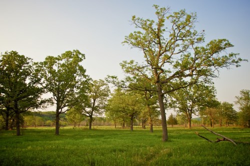 A serene landscape featuring green trees in a grassy field under a clear sky.