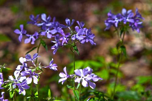 A cluster of delicate purple flowers blooming amidst green foliage in a natural setting.