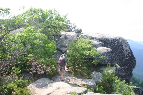 Hikers navigate a rocky trail surrounded by lush greenery and blooming flowers on a sunny day.