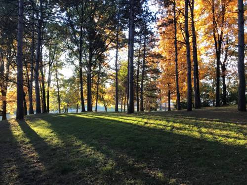 Sunlight filters through tall trees, casting long shadows on a grassy area, with vibrant autumn leaves in the background.