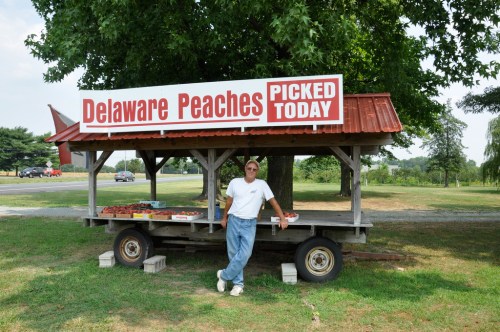 A man stands by a roadside stand with a sign reading "Delaware Peaches Picked Today," surrounded by fresh peaches.