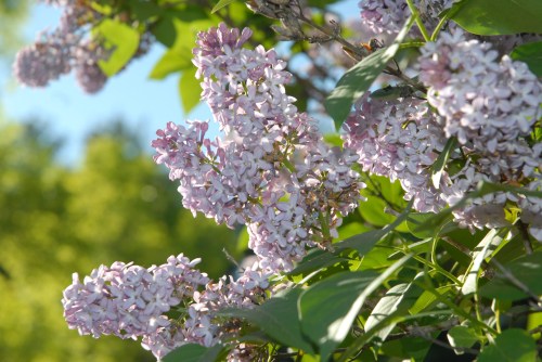 Close-up of lilac flowers in bloom, surrounded by green leaves and a bright blue sky in the background.