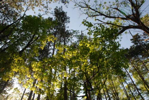 Looking up at tall trees with green leaves against a clear sky, sunlight filtering through the branches.