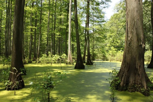 A serene wetland scene with tall trees surrounded by green algae-covered water and lush vegetation.
