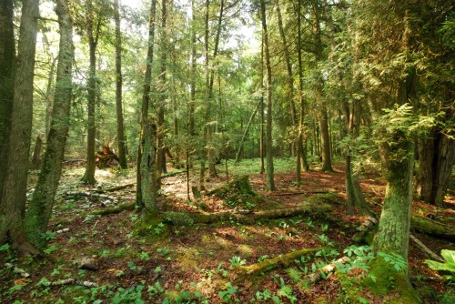 A serene forest scene with tall trees, dappled sunlight, and lush green undergrowth on the forest floor.