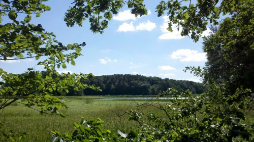A serene landscape featuring a grassy field, trees, and a blue sky with fluffy clouds in the background.