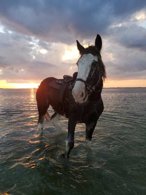 A horse stands in shallow water at sunset, with a saddle on its back and clouds in the sky.