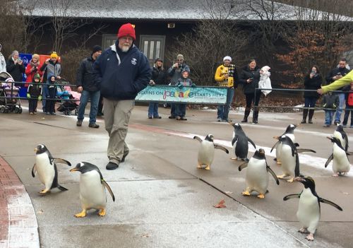A man in a red hat leads a group of penguins as a crowd watches in a winter setting.