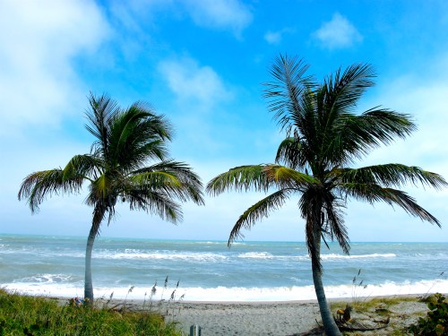 Two palm trees stand by a sandy beach, with gentle waves and a bright blue sky in the background.