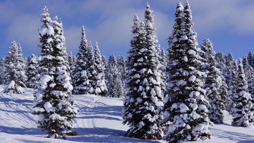 Snow-covered pine trees stand tall in a winter landscape under a blue sky with fluffy clouds.