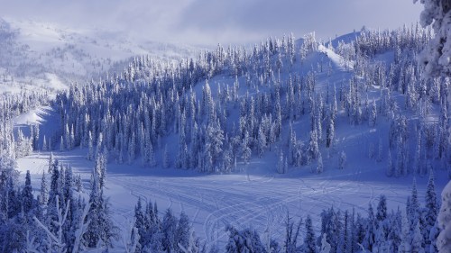Snow-covered landscape with tall evergreen trees and ski tracks winding through a serene winter scene.