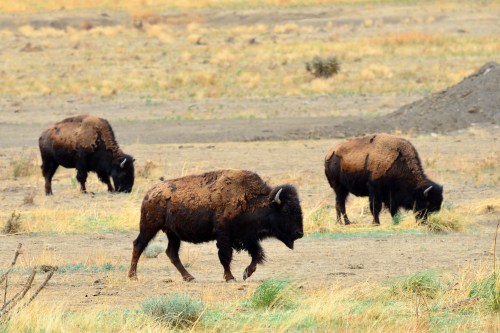 Three bison grazing on dry grass in a grassy landscape.