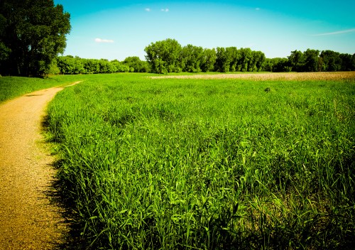 A winding dirt path through a lush green field under a bright blue sky with scattered clouds.