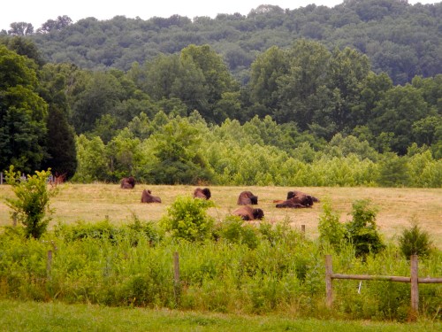 A peaceful scene of bison resting in a grassy field surrounded by trees and greenery.