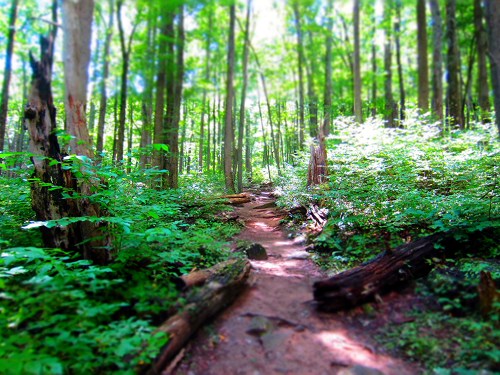 A serene forest path winding through lush greenery and tall trees, with sunlight filtering through the leaves.