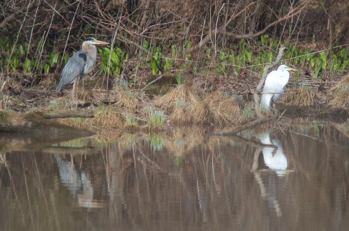 A great blue heron and a white egret stand by a calm water's edge, surrounded by greenery and reflections in the water.