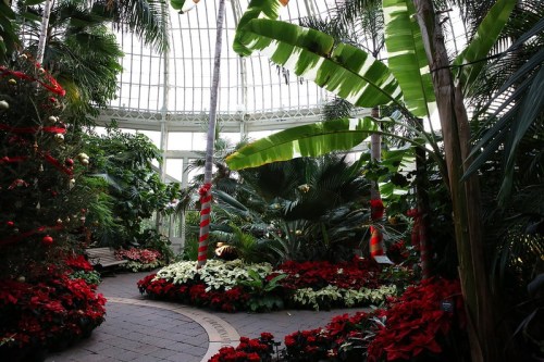Lush indoor garden with tropical plants, red poinsettias, and festive decorations in a glass conservatory.