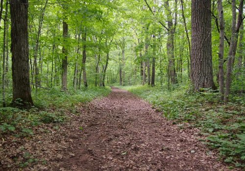 A serene forest path lined with green trees and scattered leaves, inviting exploration through nature.