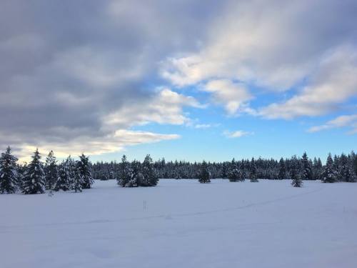 A snowy landscape with evergreen trees under a partly cloudy sky.