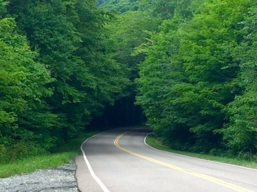 A winding road surrounded by lush green trees, leading into a shaded area.