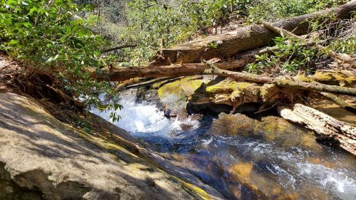 A serene stream flows over rocks, surrounded by lush greenery and fallen logs in a peaceful natural setting.