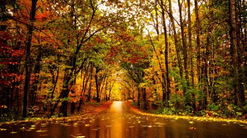 A serene road lined with vibrant autumn trees, showcasing a mix of red, orange, and yellow leaves.