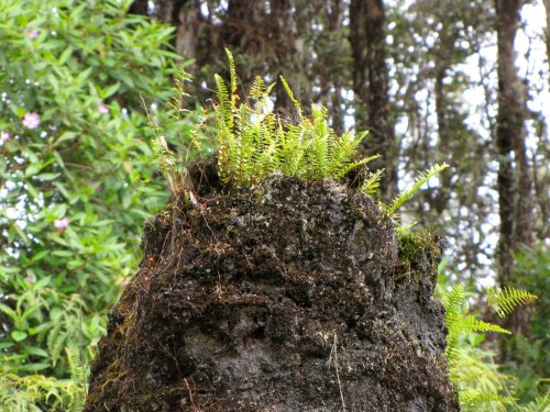 A small cluster of ferns growing on top of a moss-covered rock, surrounded by lush greenery in a forest.