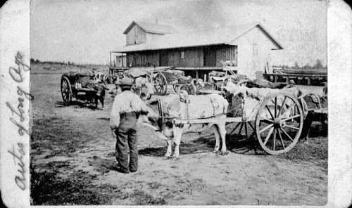 A historical black-and-white photo of a man with oxen and carts near a wooden barn.