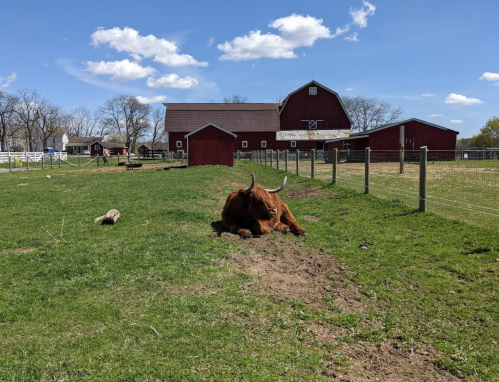 A brown cow lies on the grass in front of a red barn under a blue sky with fluffy clouds.