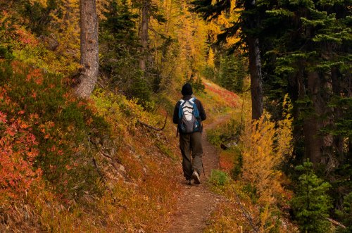 A hiker walks along a forest trail surrounded by vibrant autumn foliage and tall trees.