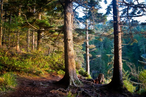 A serene forest scene with tall trees, lush greenery, and dappled sunlight filtering through the leaves.