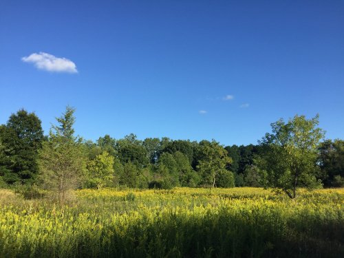 A sunny landscape featuring a field of yellow flowers, green trees, and a clear blue sky with a few clouds.