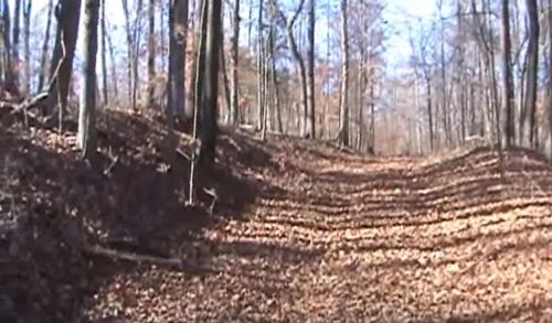A wooded path covered in fallen leaves, with trees lining both sides under a clear blue sky.