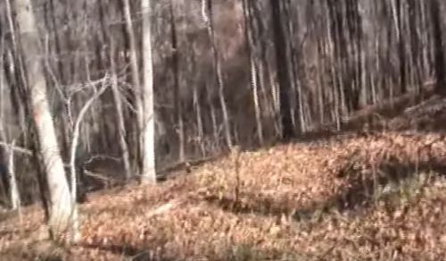 A wooded area with bare trees and a carpet of fallen leaves on the ground, creating a serene, natural landscape.