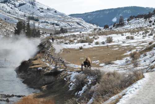 A bison grazes near a riverbank, surrounded by snow-covered hills and sparse vegetation. Steam rises in the background.