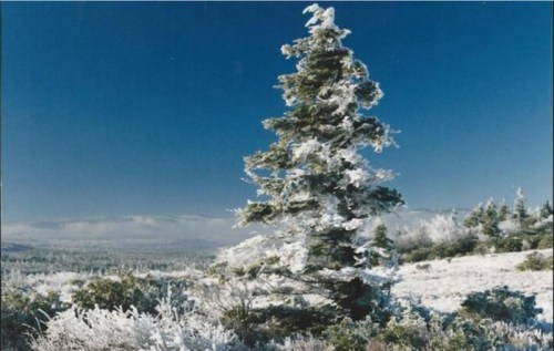 A snow-covered tree stands against a clear blue sky, surrounded by a winter landscape of white and green.