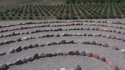A stone labyrinth set in gravel, surrounded by rows of green plants in a sunny outdoor setting.