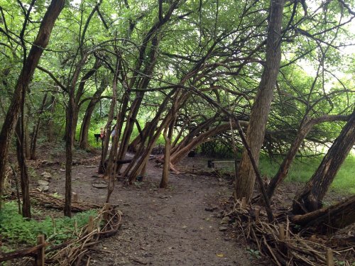 A wooded area with intertwined branches and trees, creating a natural pathway through lush greenery.