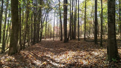 A serene forest scene with tall trees and a carpet of colorful autumn leaves on the ground. Sunlight filters through the branches.