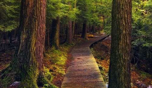 A wooden pathway winds through a lush, green forest with tall trees and vibrant moss.