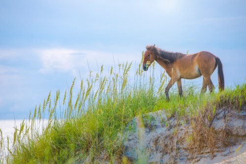 A horse walks along a sandy dune, surrounded by tall grass and a cloudy sky in the background.