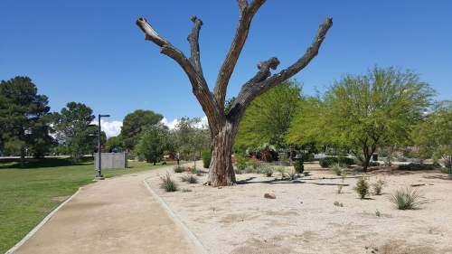 A barren tree stands in a park, surrounded by green shrubs and a clear blue sky. A path winds through the area.
