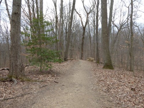 A dirt path winds through a leafless forest, flanked by bare trees and a small green shrub.
